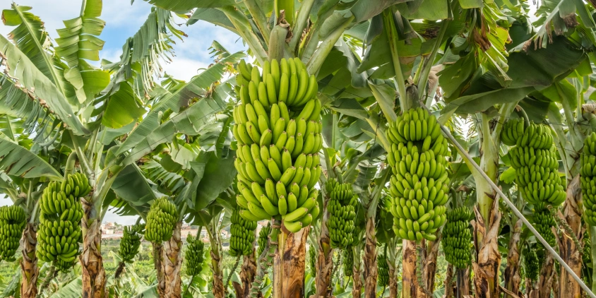 banana-growing-plantation.png